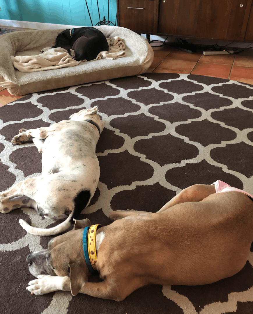 Enlarge Snowy, a Adopted American Staffordshire Terrier in Austin, TX image 5/6