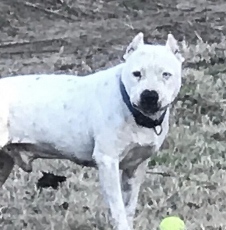 Enlarge Snowy, a Adopted American Staffordshire Terrier in Austin, TX image 6/6