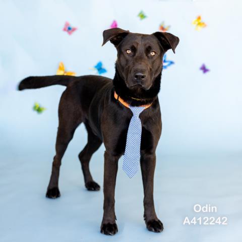 ODIN, Adoptable, Young Male Labrador Retriever.