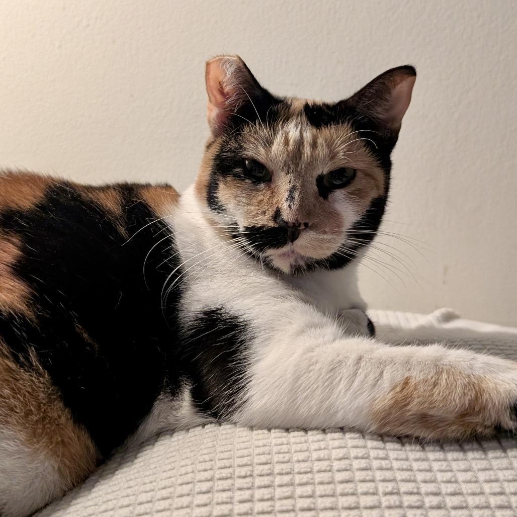 Rosie — thumbnail 2