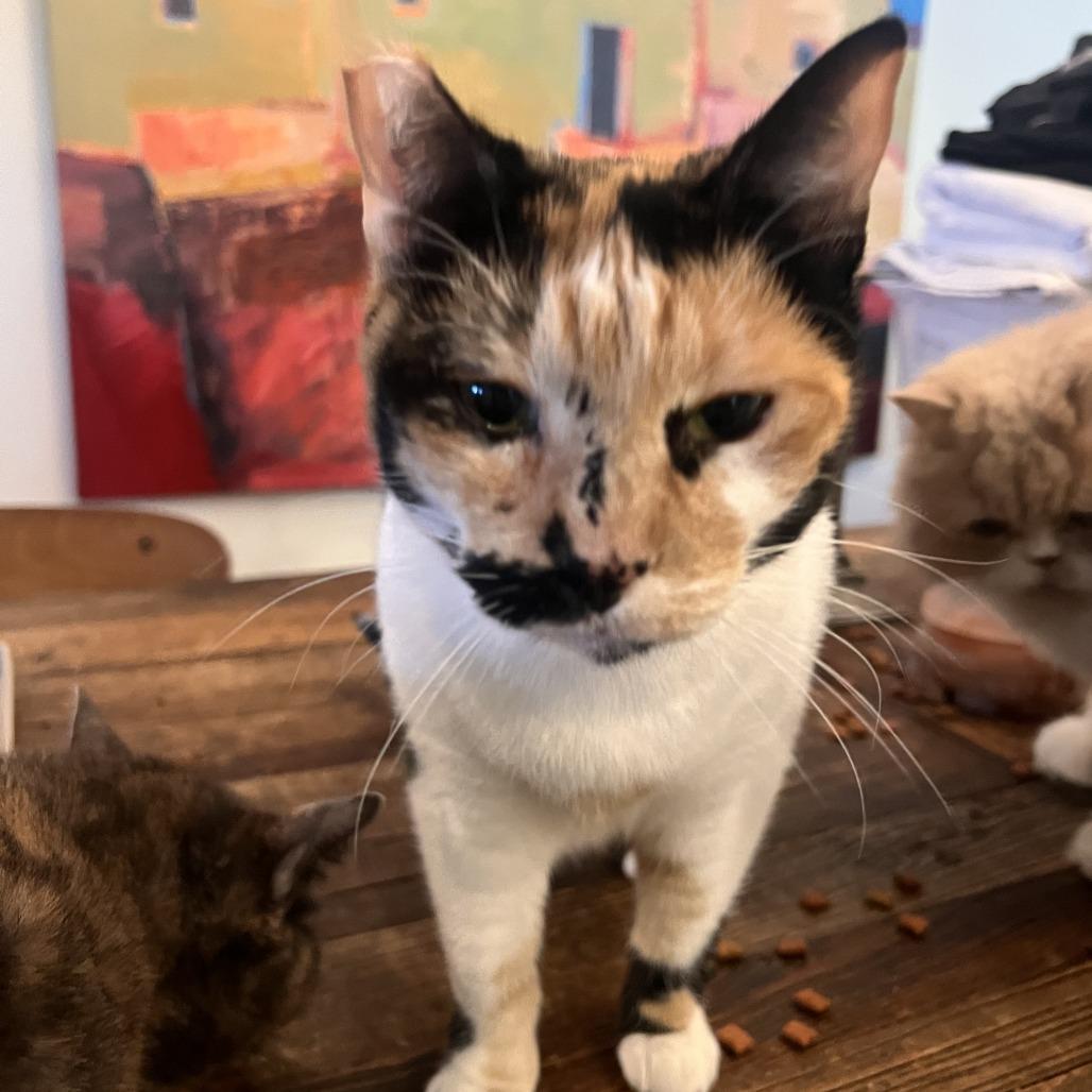 Rosie — thumbnail 3