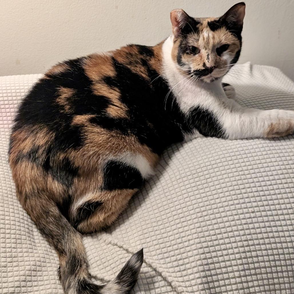 Rosie — thumbnail 4