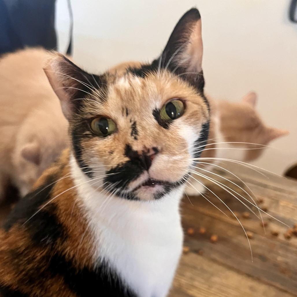 Rosie — thumbnail 5