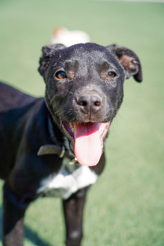 Enlarge Taz, a Adoptable mixed breed in Mckinney, TX image 1/3