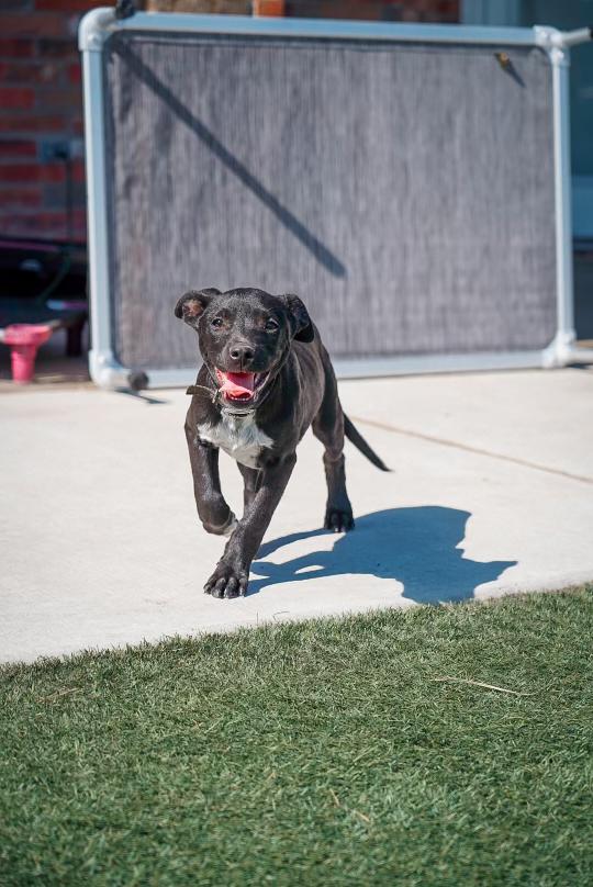Enlarge Taz, a Adoptable mixed breed in Mckinney, TX image 2/3
