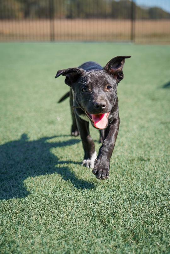 Enlarge Taz, a Adoptable mixed breed in Mckinney, TX image 3/3