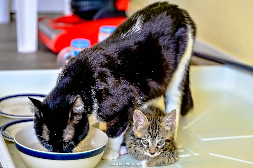 Lilo, Adoptable, Adult Female Domestic Short Hair.