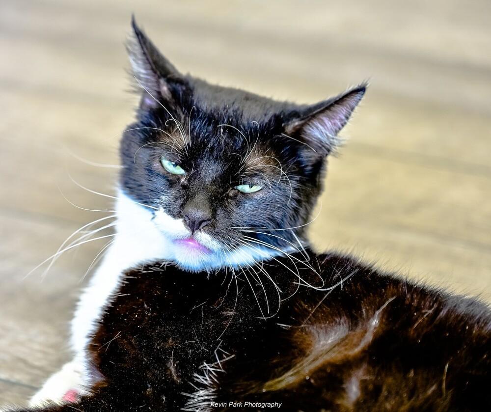 Enlarge Lilo, a Adoptable Domestic Short Hair in Green Valley, AZ image 2/6