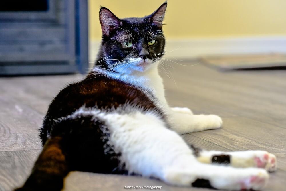 Enlarge Lilo, a Adoptable Domestic Short Hair in Green Valley, AZ image 3/6