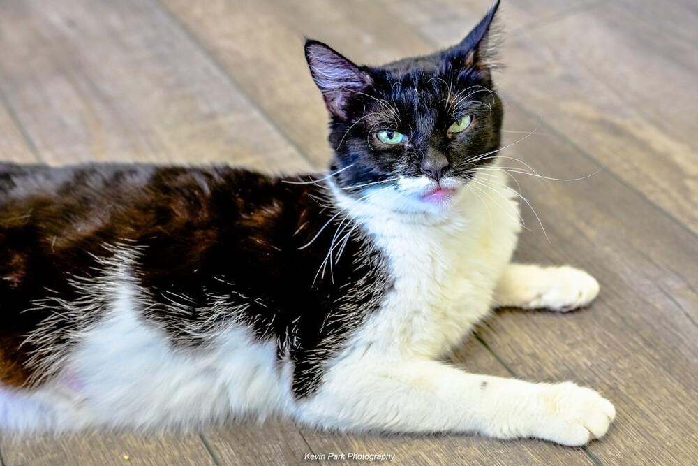 Enlarge Lilo, a Adoptable Domestic Short Hair in Green Valley, AZ image 4/6
