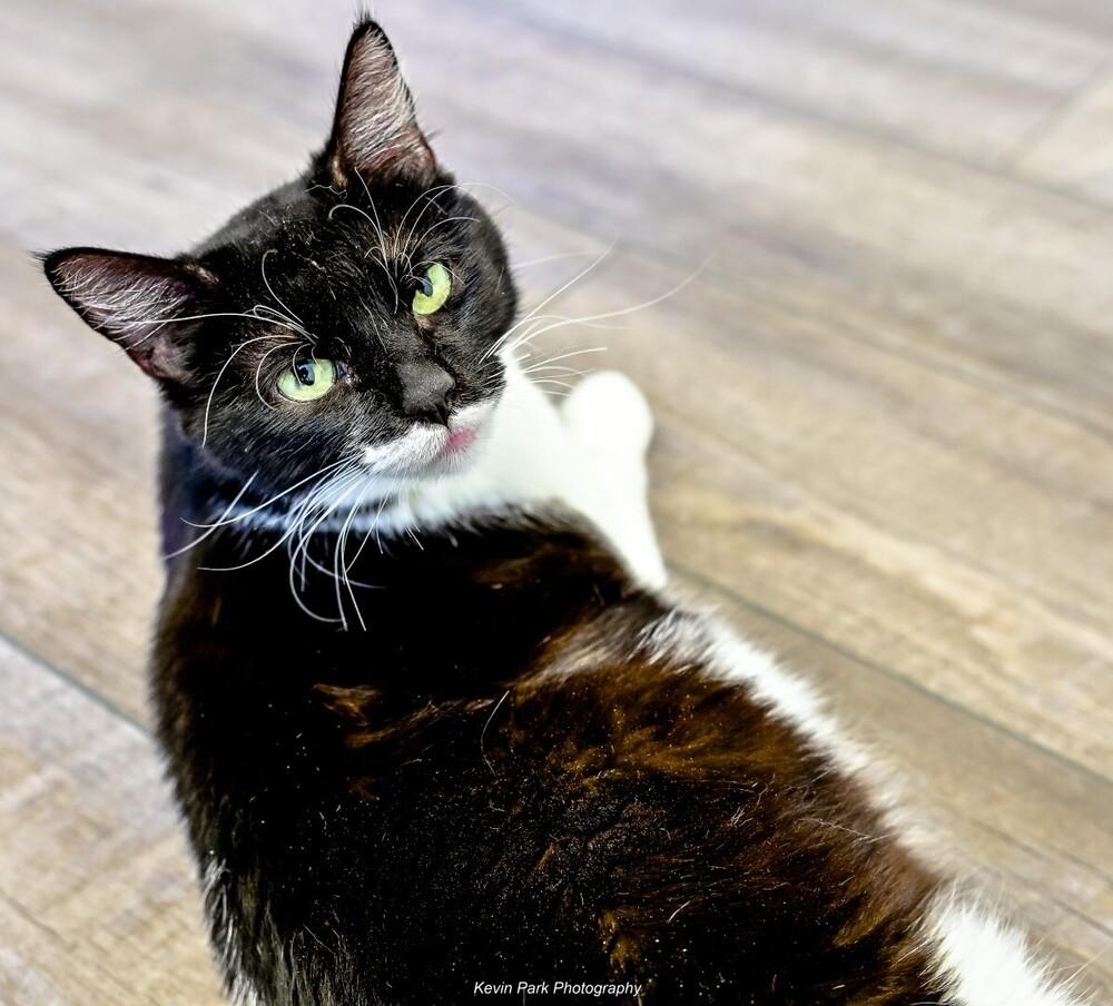 Enlarge Lilo, a Adoptable Domestic Short Hair in Green Valley, AZ image 5/6