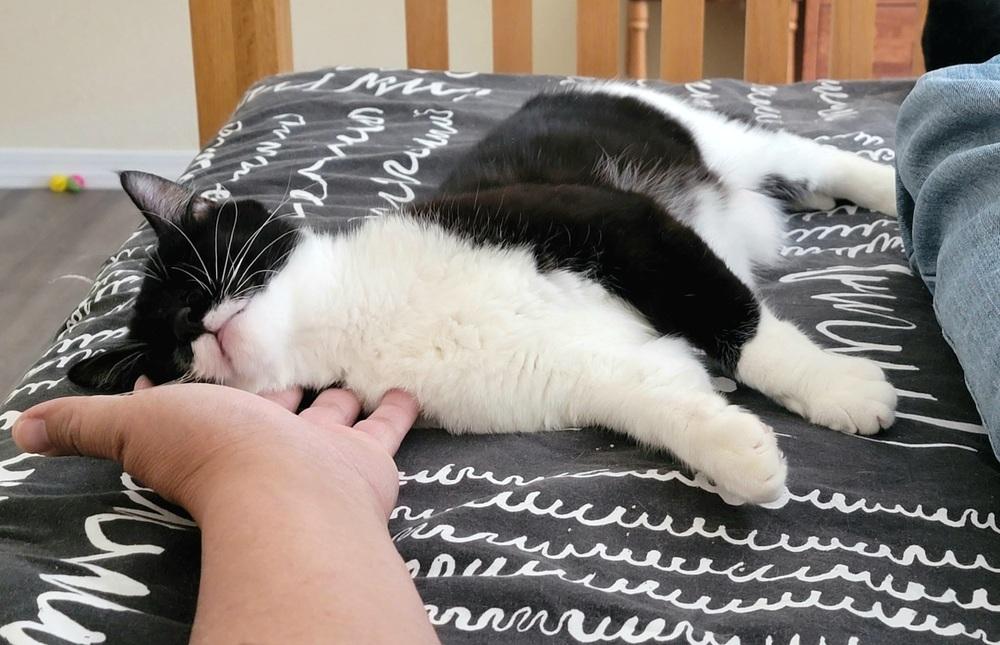 Enlarge Lilo, a Adoptable Domestic Short Hair in Green Valley, AZ image 6/6