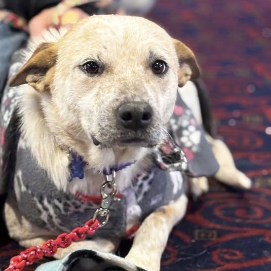 Enlarge Bayou (IN TRIAL ADOPTION), an adopted mixed breed in Nantucket, MA image 1/2