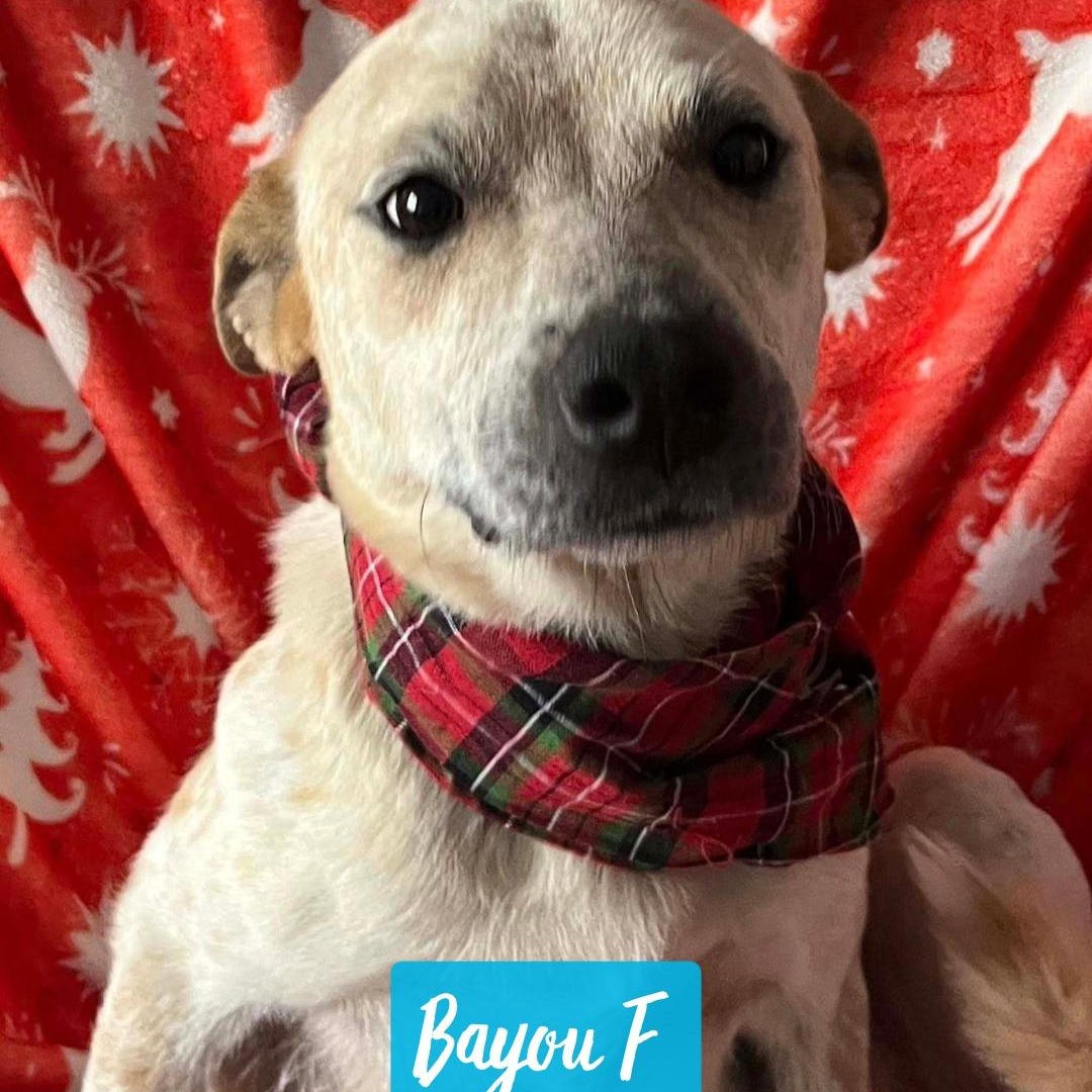 Enlarge Bayou (IN TRIAL ADOPTION), an adopted mixed breed in Nantucket, MA image 2/2