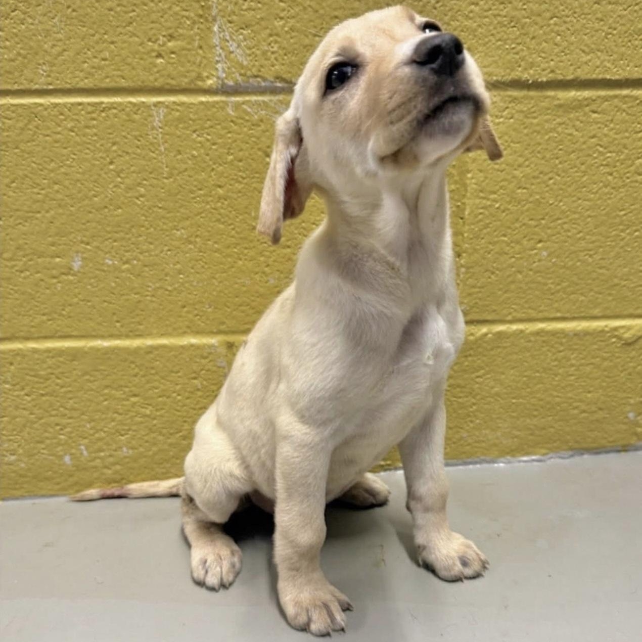 Enlarge Nora, a Adoptable mixed breed in Yaphank, NY image 1/1