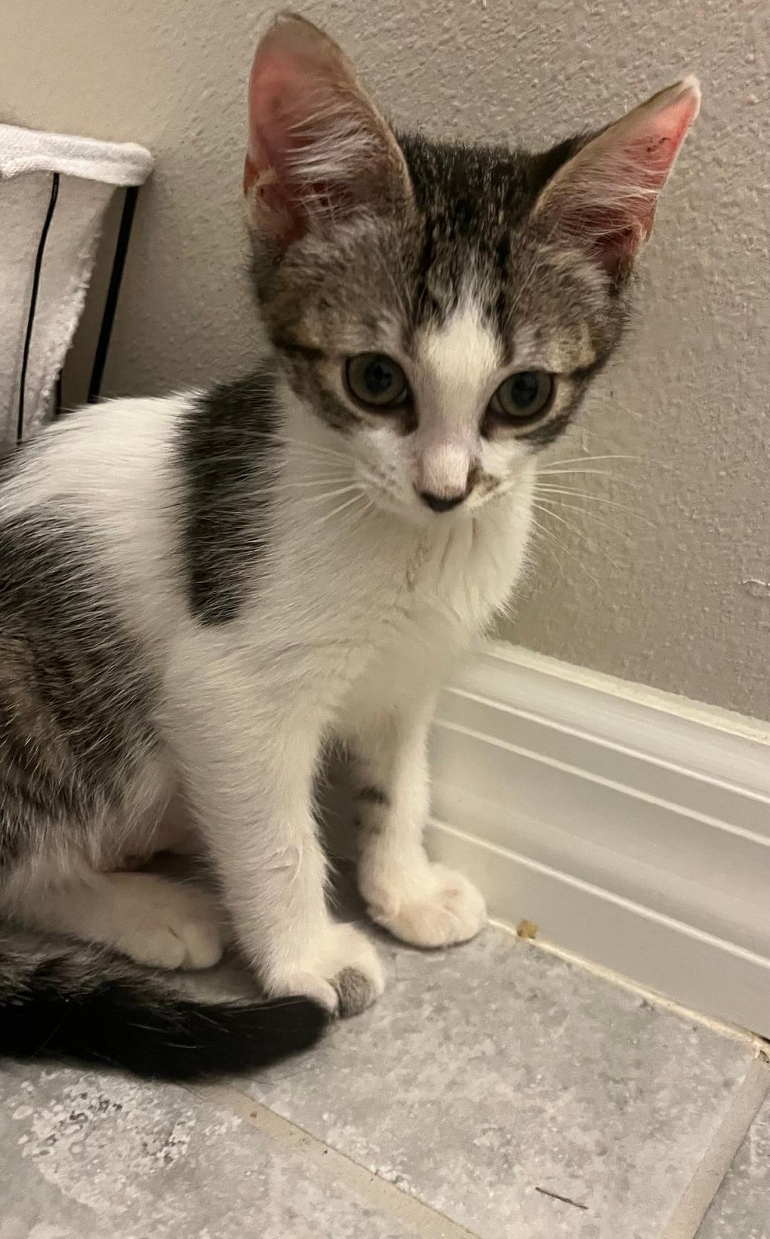 Peanut, a Adoptable Tabby in Orlando, FL image 1/2