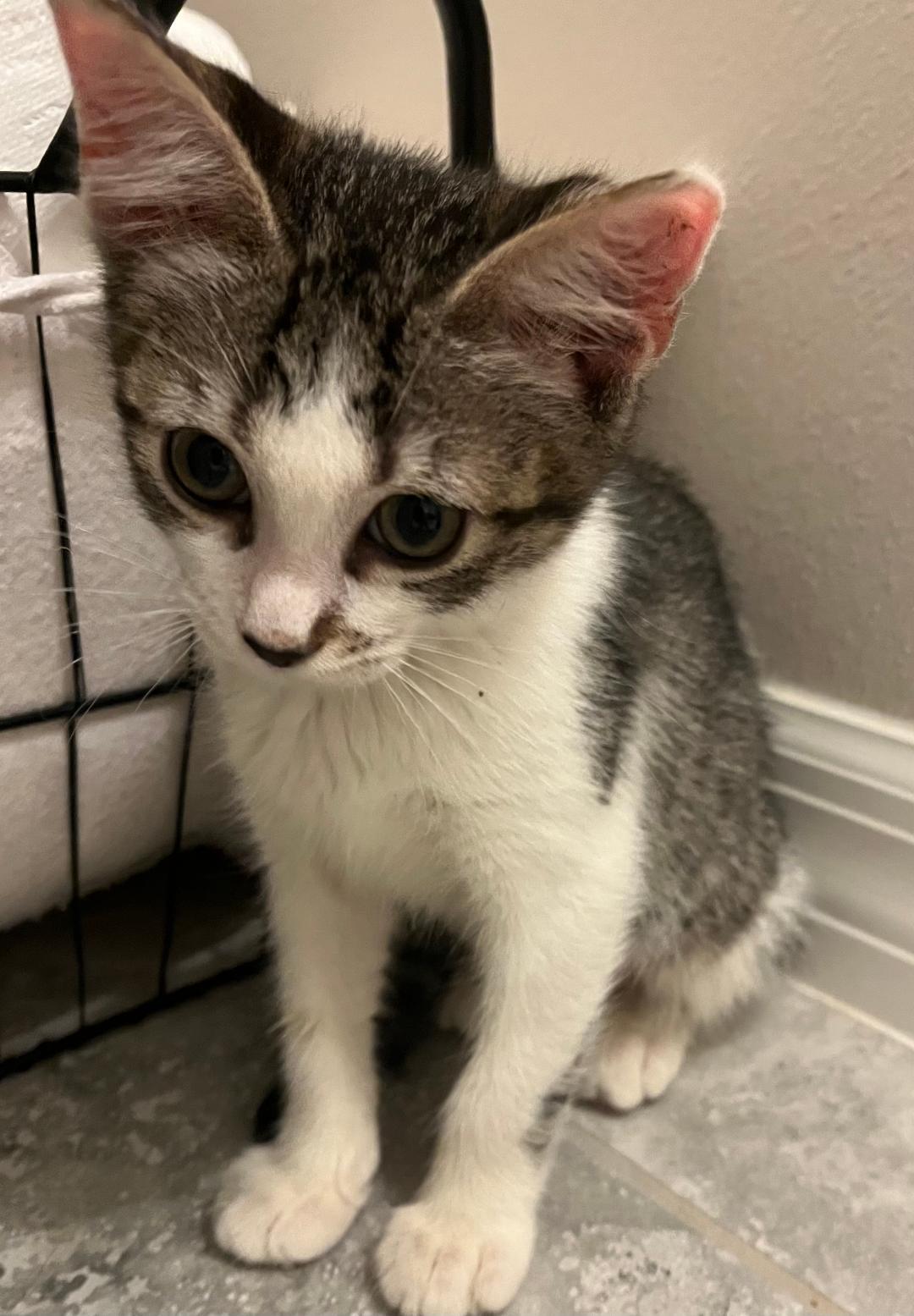 Peanut, a Adoptable Tabby in Orlando, FL image 1/2