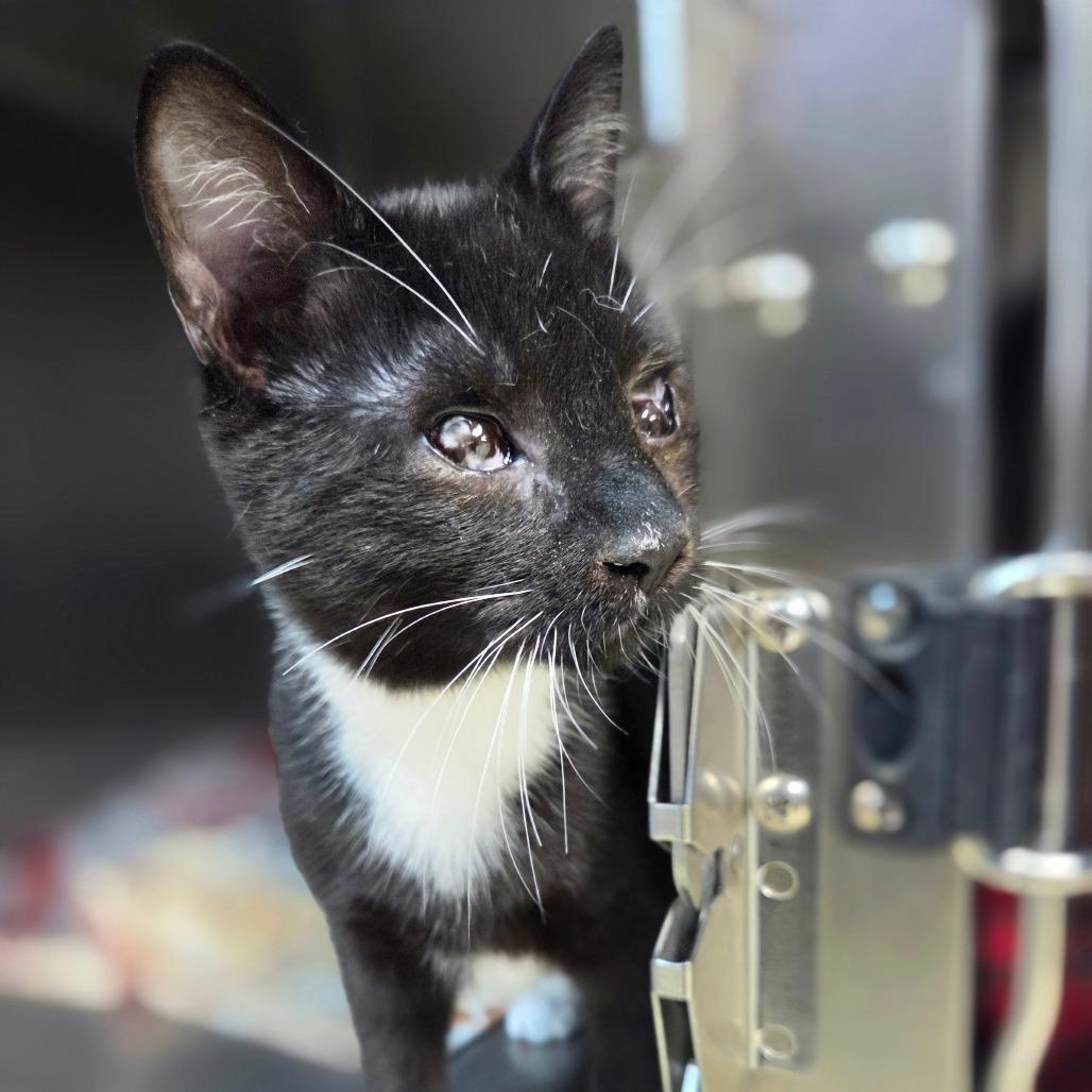 Enlarge Baby, a Adoptable Domestic Short Hair in Windsor, VA image 1/1
