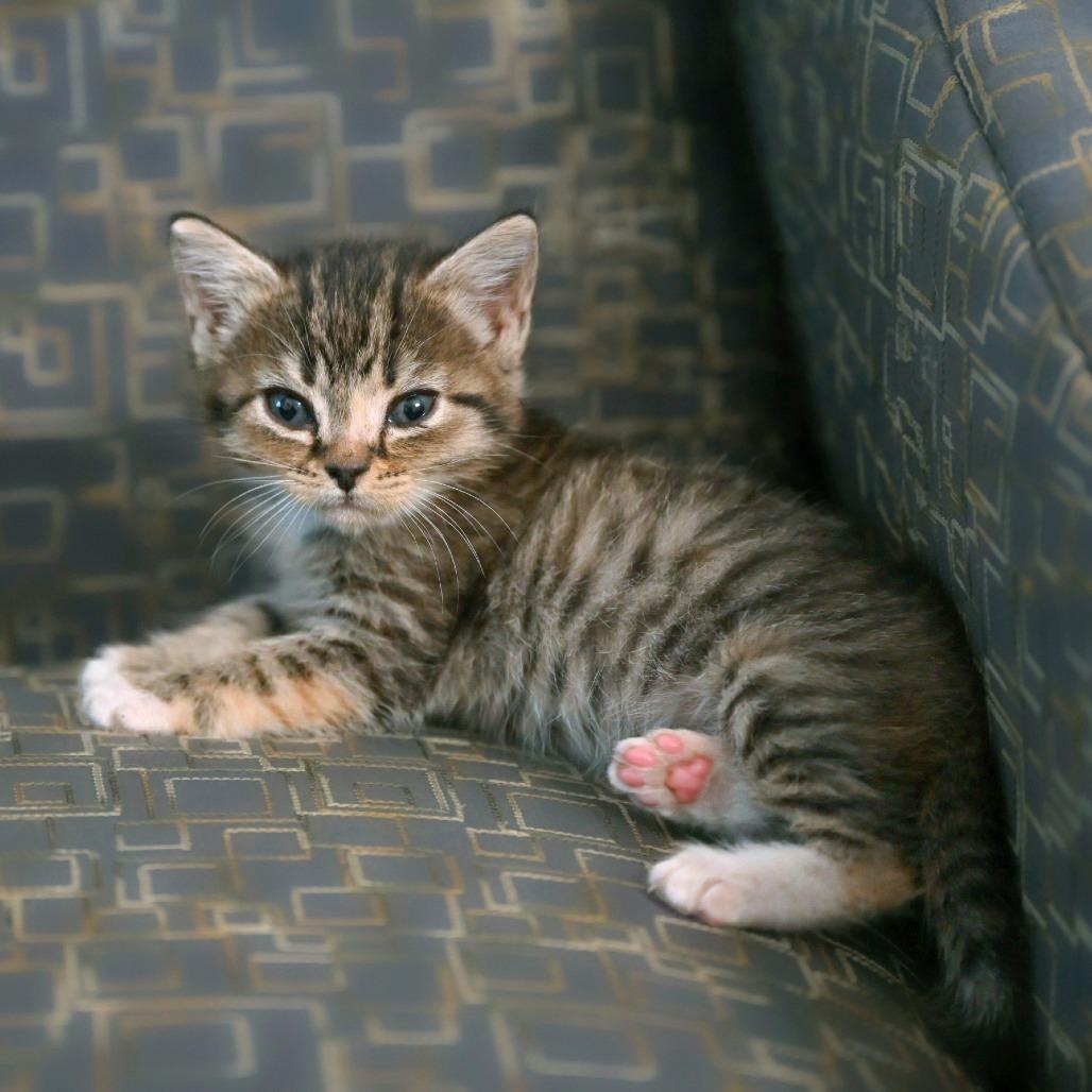 Aria, Adoptable, Kitten Female Domestic Short Hair.