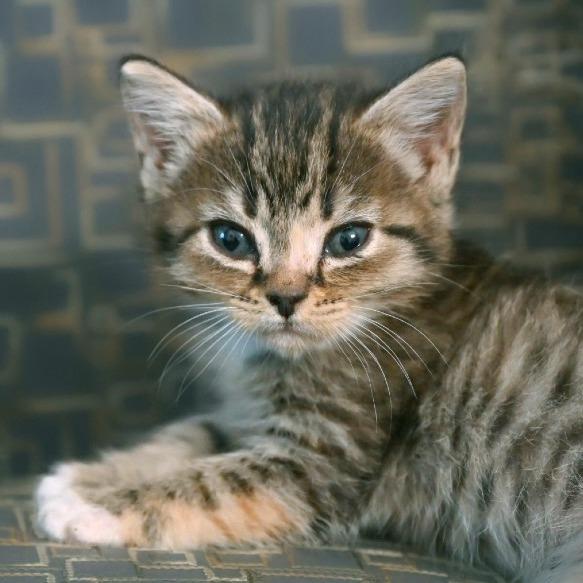 Enlarge Aria, a Adoptable Domestic Short Hair in Chapel Hill, NC image 2/2