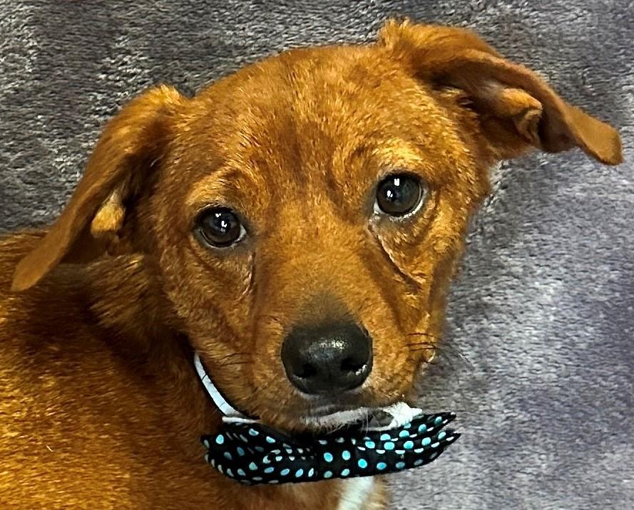 Dasher, Baby Male unknown