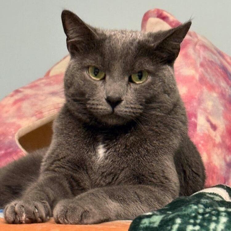 Trix, Adoptable, Adult Female Domestic Short Hair.