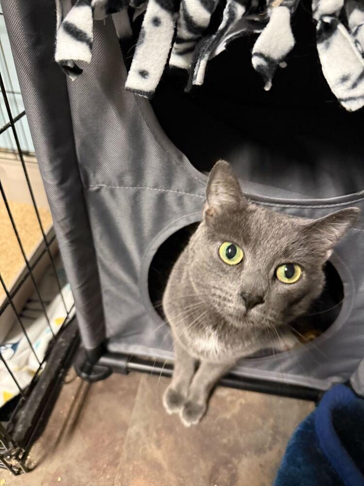 Enlarge Trix, a Adoptable Domestic Short Hair in Milltown, NJ image 1/3