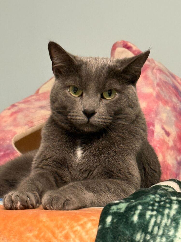 Enlarge Trix, a Adoptable Domestic Short Hair in Milltown, NJ image 2/3