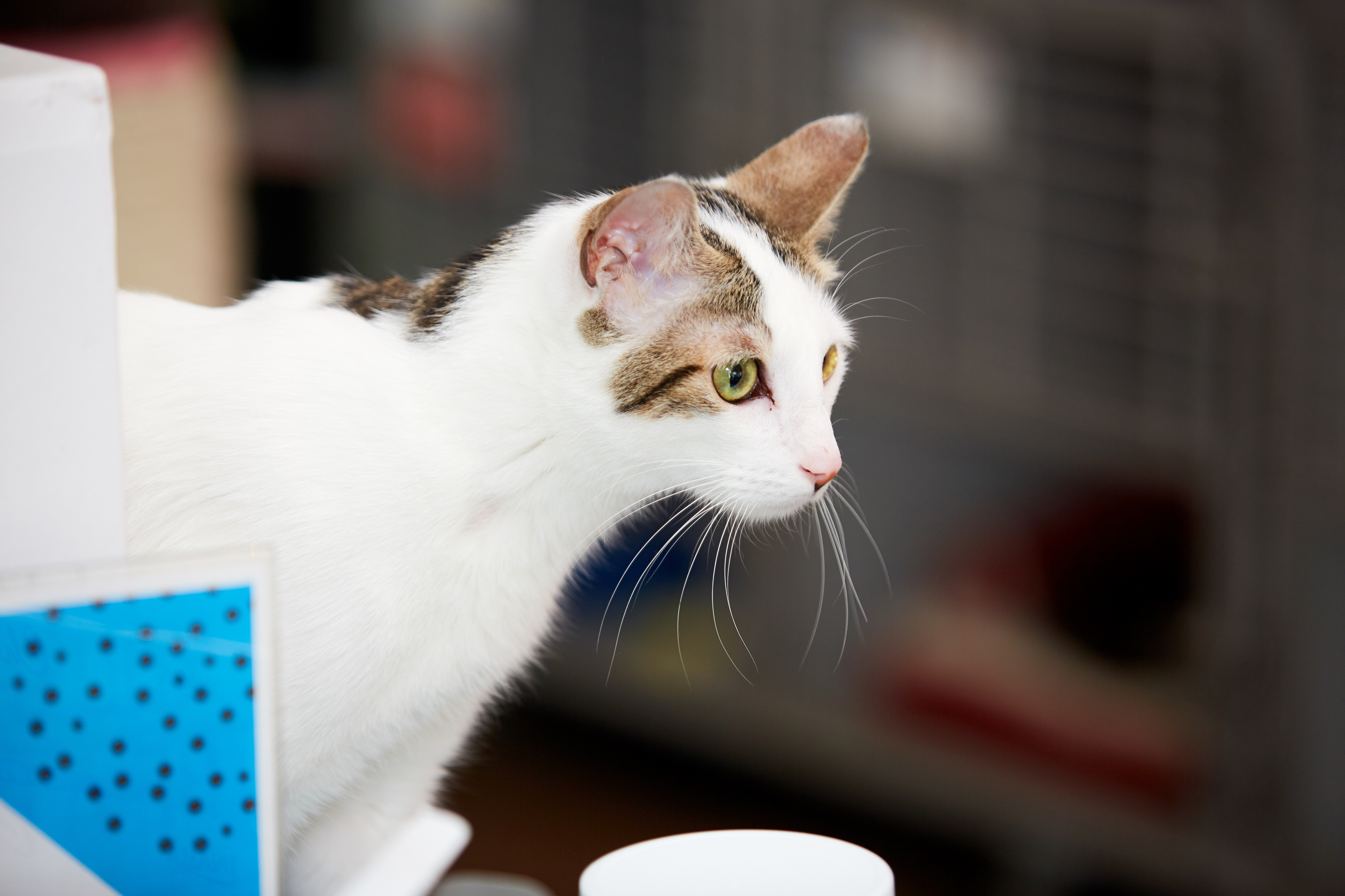 Enlarge Gaspar, a Adoptable Domestic Short Hair in Los Angeles, CA image 1/12