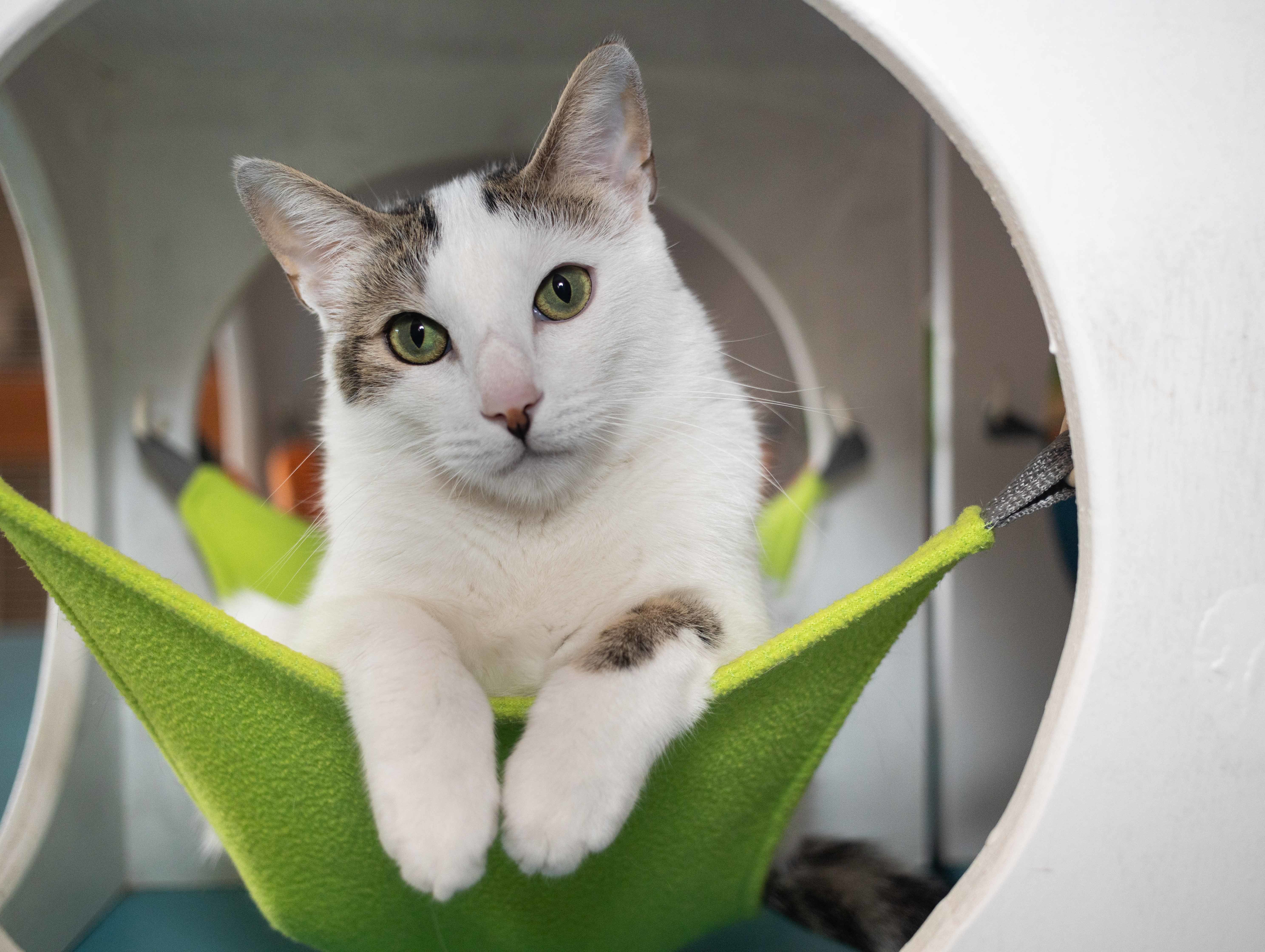 Enlarge Gaspar, a Adoptable Domestic Short Hair in Los Angeles, CA image 2/12