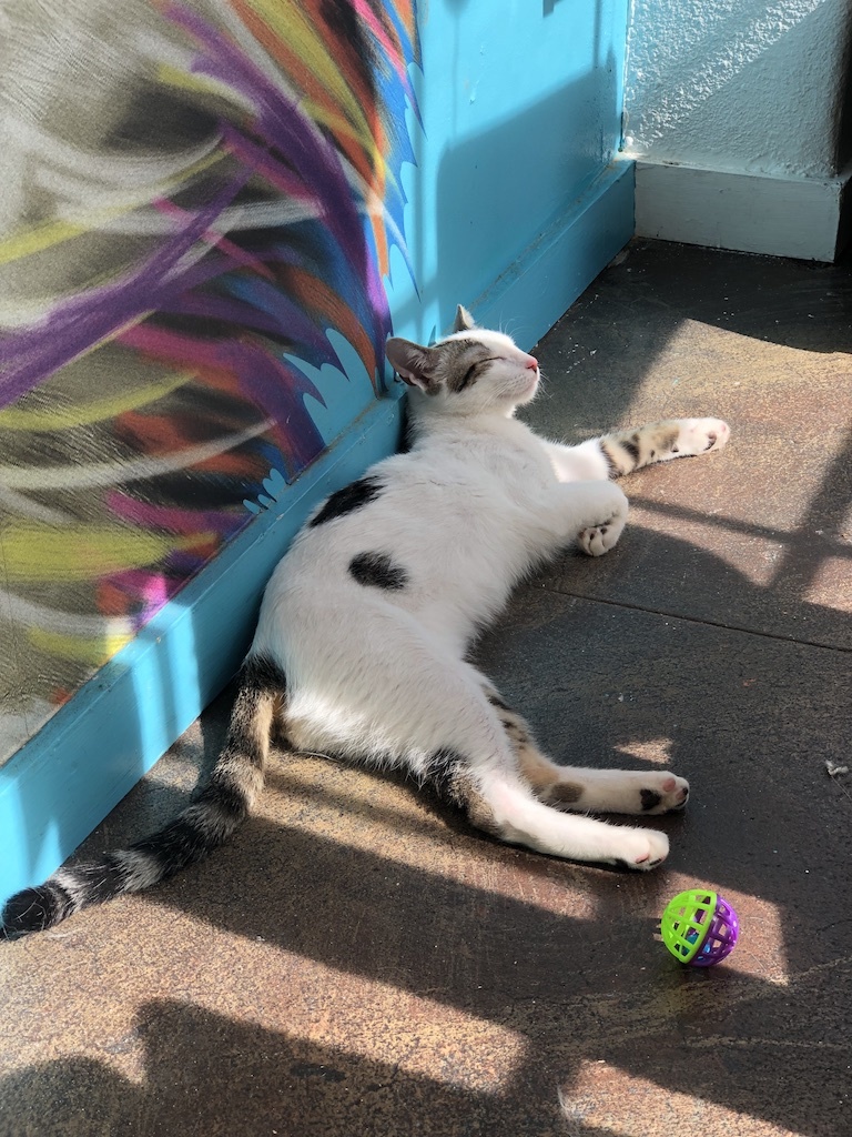 Enlarge Gaspar, a Adoptable Domestic Short Hair in Los Angeles, CA image 3/12