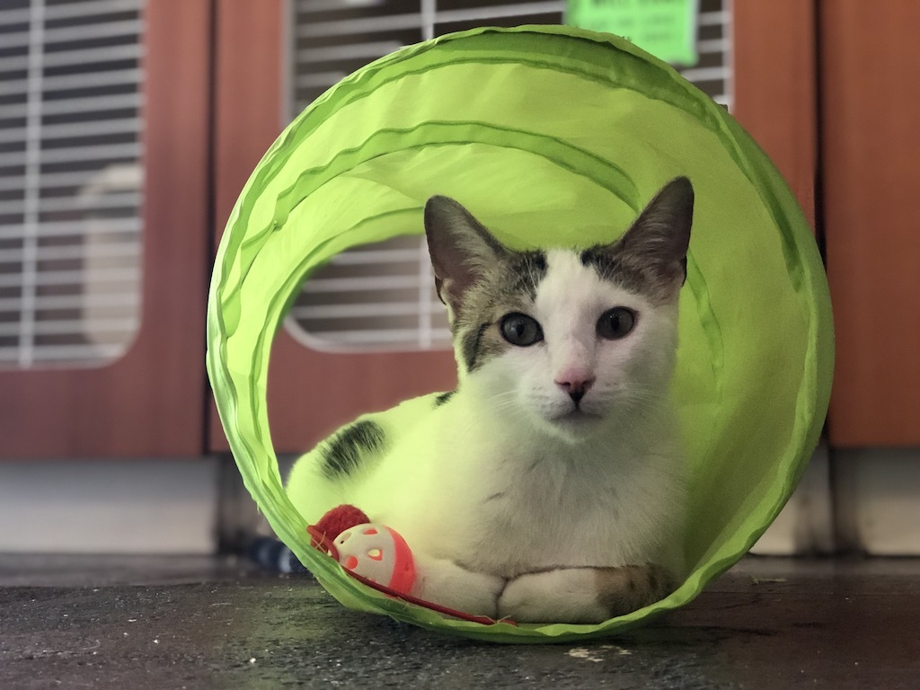 Enlarge Gaspar, a Adoptable Domestic Short Hair in Los Angeles, CA image 4/12