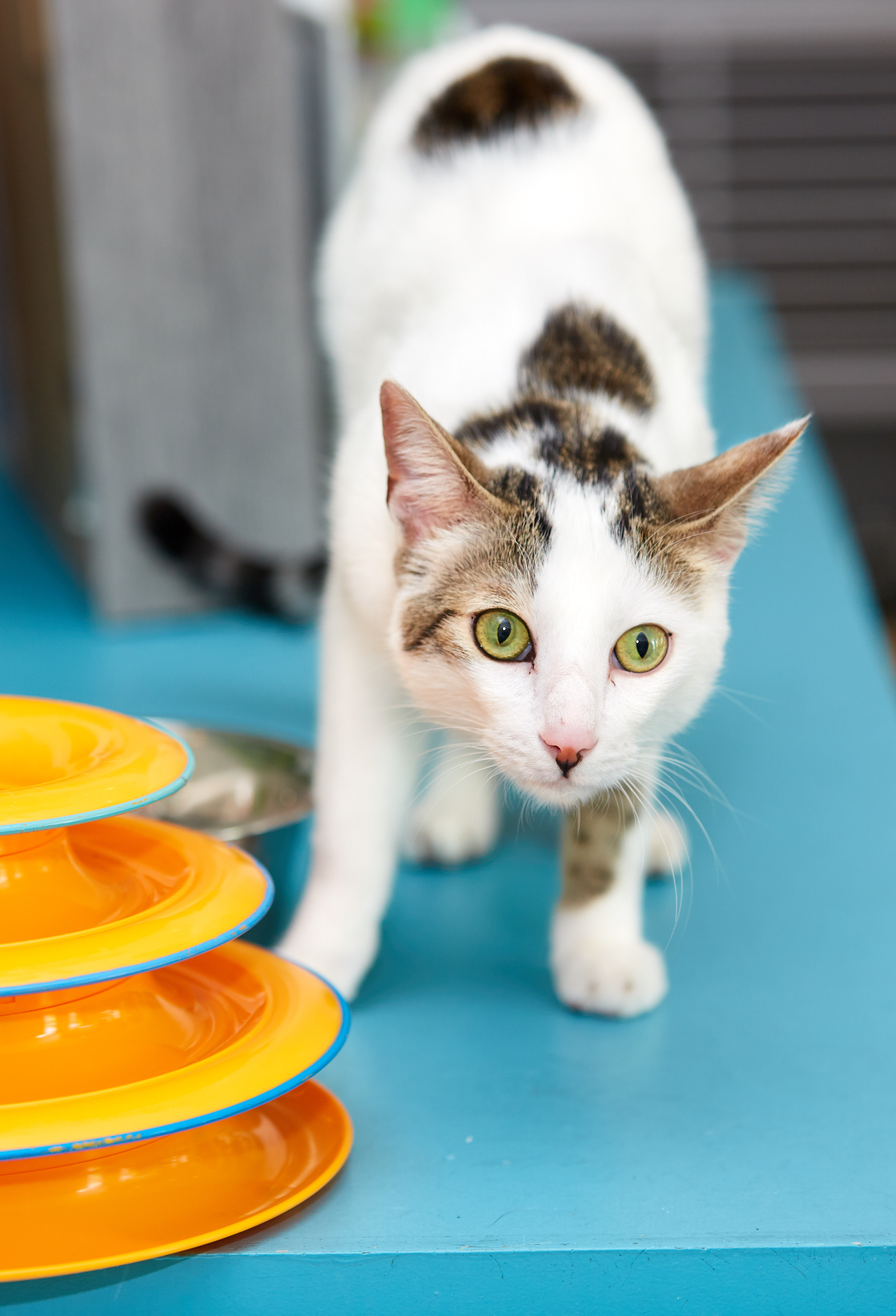 Enlarge Gaspar, a Adoptable Domestic Short Hair in Los Angeles, CA image 5/12