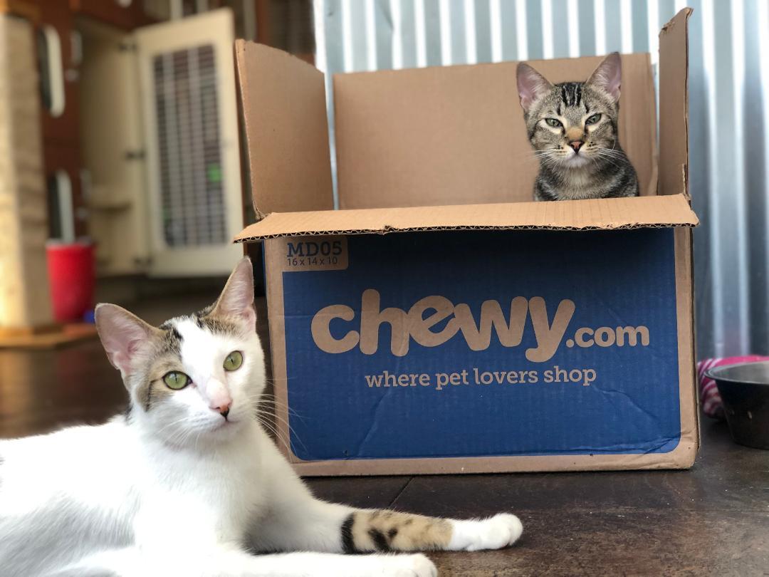 Enlarge Gaspar, a Adoptable Domestic Short Hair in Los Angeles, CA image 6/12