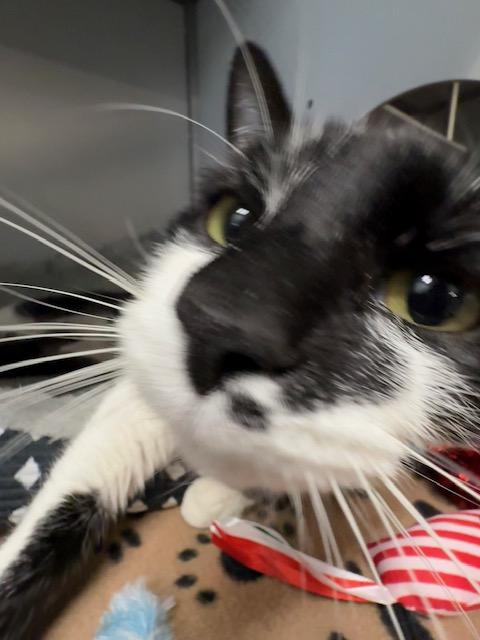 Enlarge Edie, a ADOPTABLE Domestic Short Hair in Honesdale, PA image 3/4