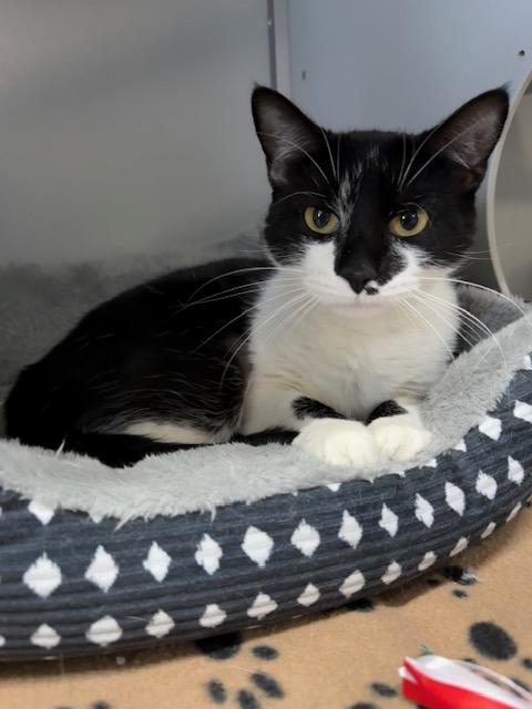 Enlarge Edie, a ADOPTABLE Domestic Short Hair in Honesdale, PA image 1/4