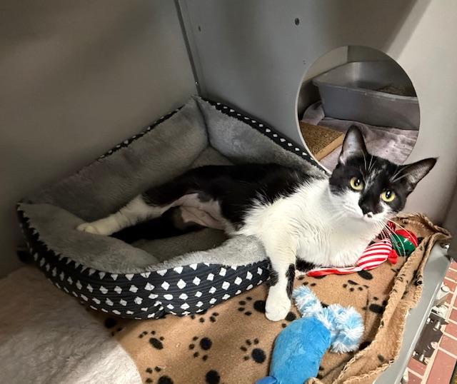 Enlarge Edie, a ADOPTABLE Domestic Short Hair in Honesdale, PA image 4/4