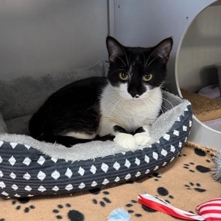 Enlarge Edie, a ADOPTABLE Domestic Short Hair in Honesdale, PA image 2/4