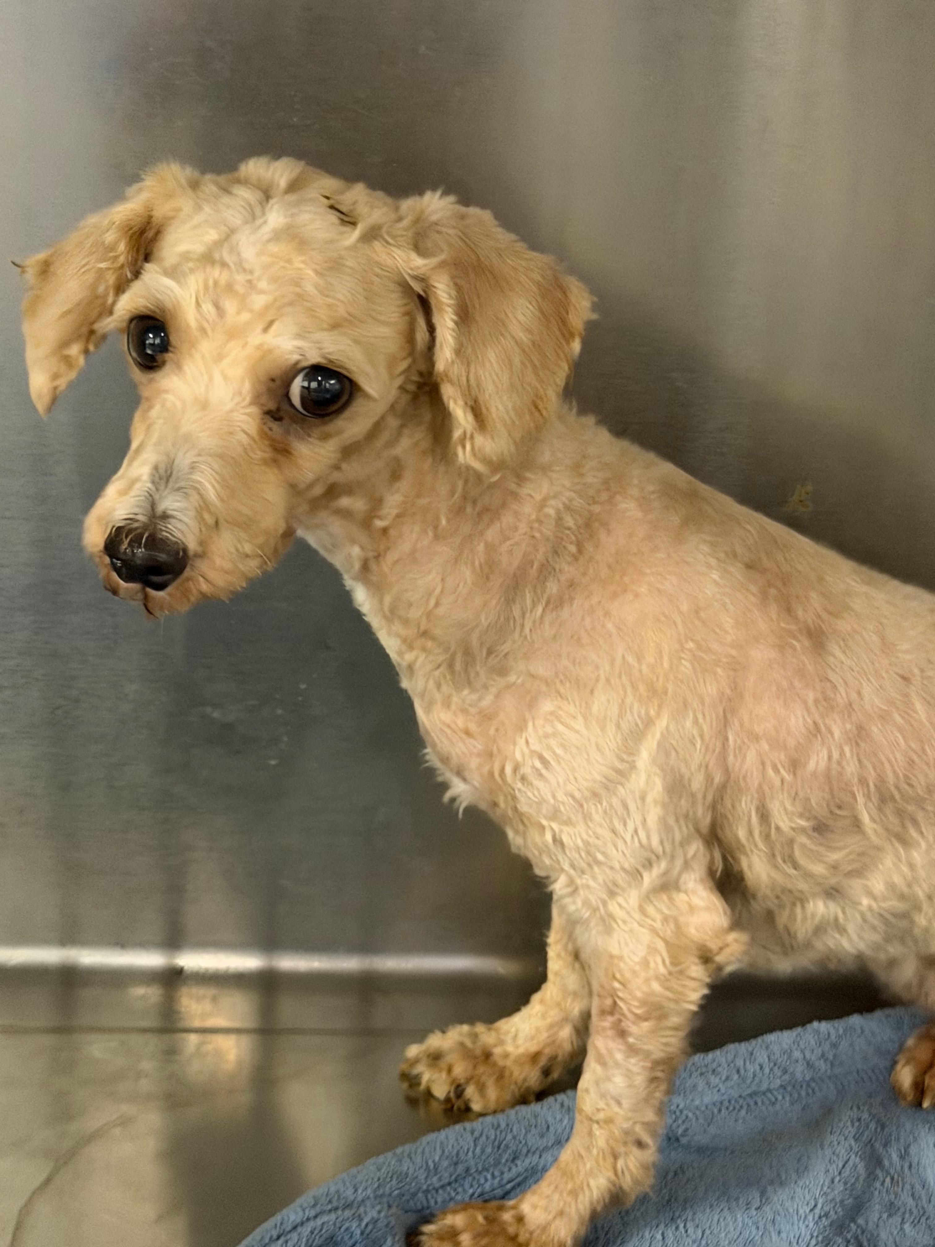 This is Tayja, Adopted, Adult Female Bichon Frise & Poodle.