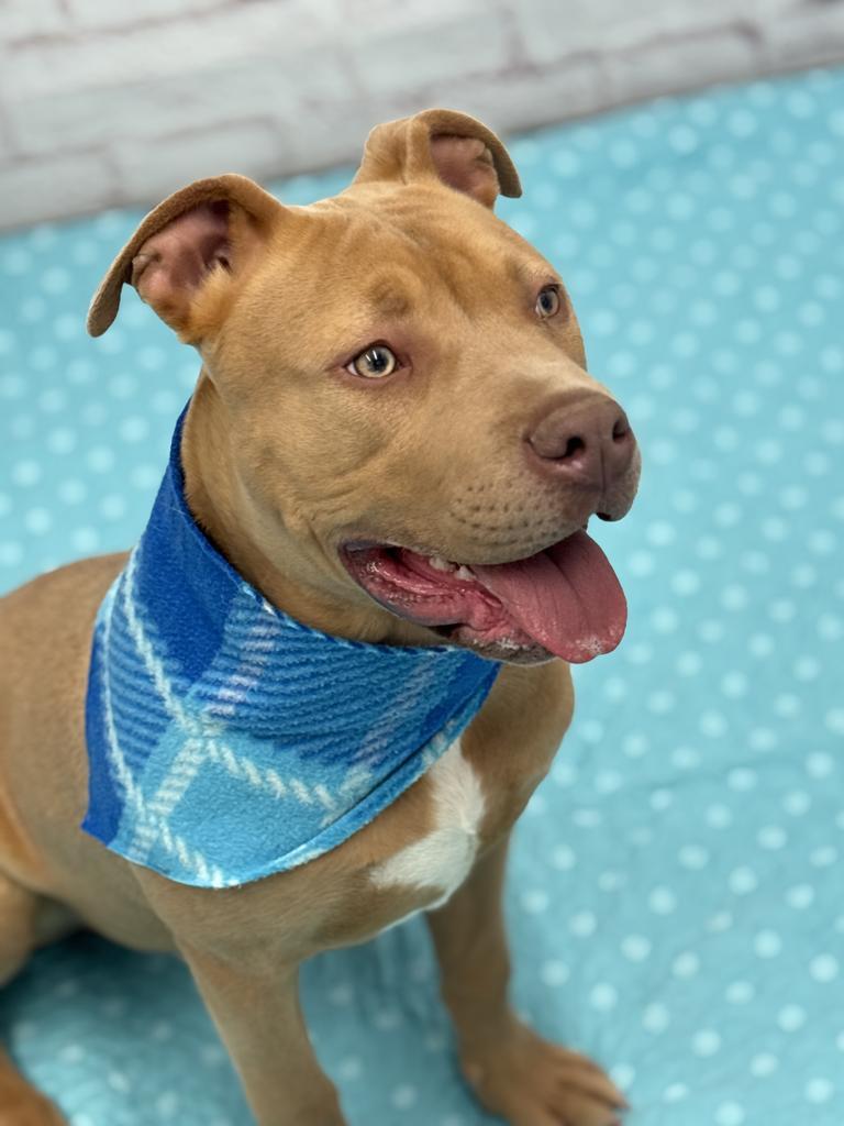 Pontoon, Adoptable, Puppy Male Mixed Breed.