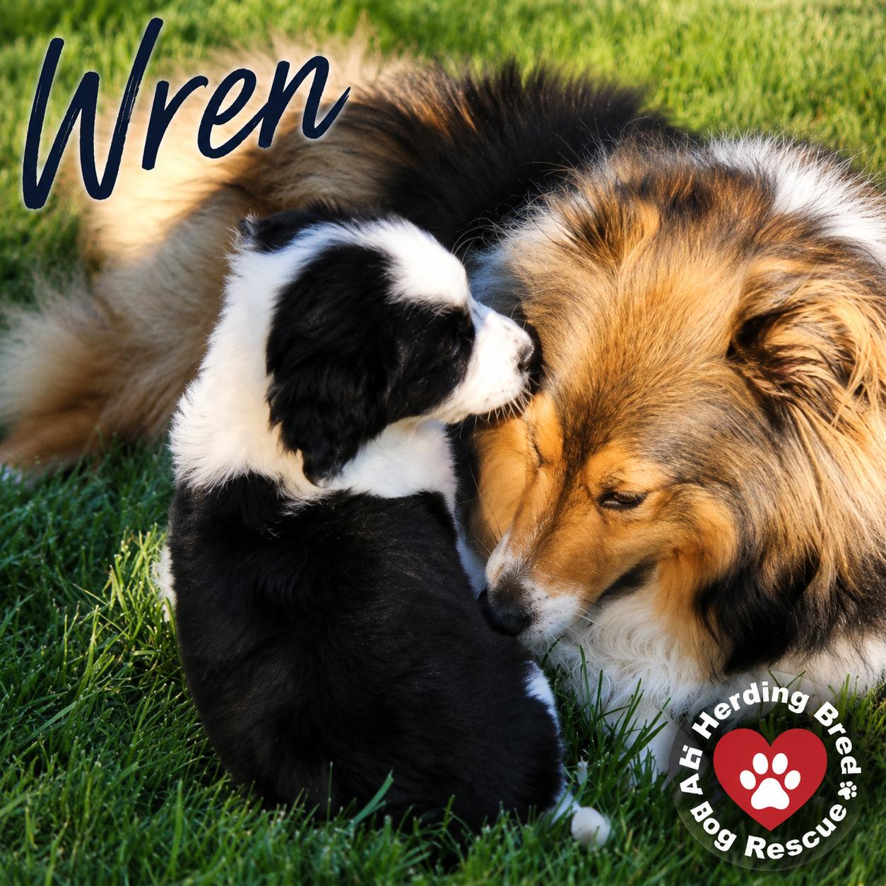 Enlarge Wren, a ADOPTABLE mixed breed in Joliet, IL image 4/4