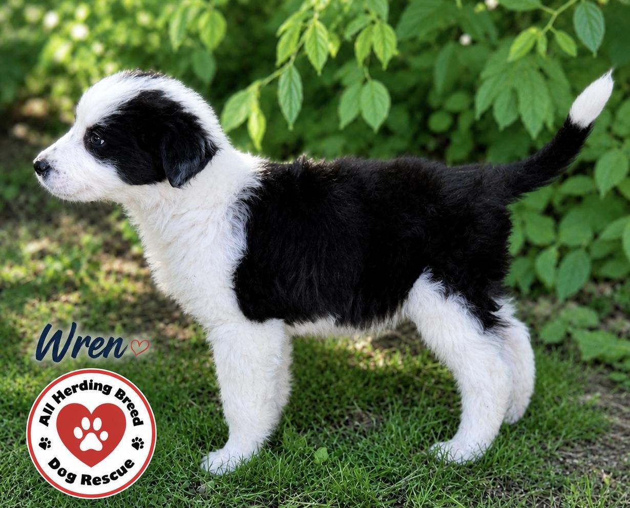 Enlarge Wren, a ADOPTABLE mixed breed in Joliet, IL image 2/4