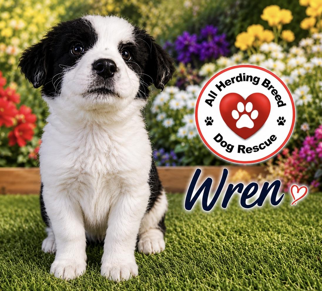 Wren, ADOPTABLE, Puppy Male Great Pyrenees & Border Collie.
