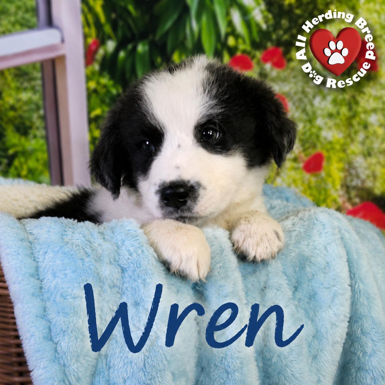 Enlarge Wren, a ADOPTABLE mixed breed in Joliet, IL image 3/4