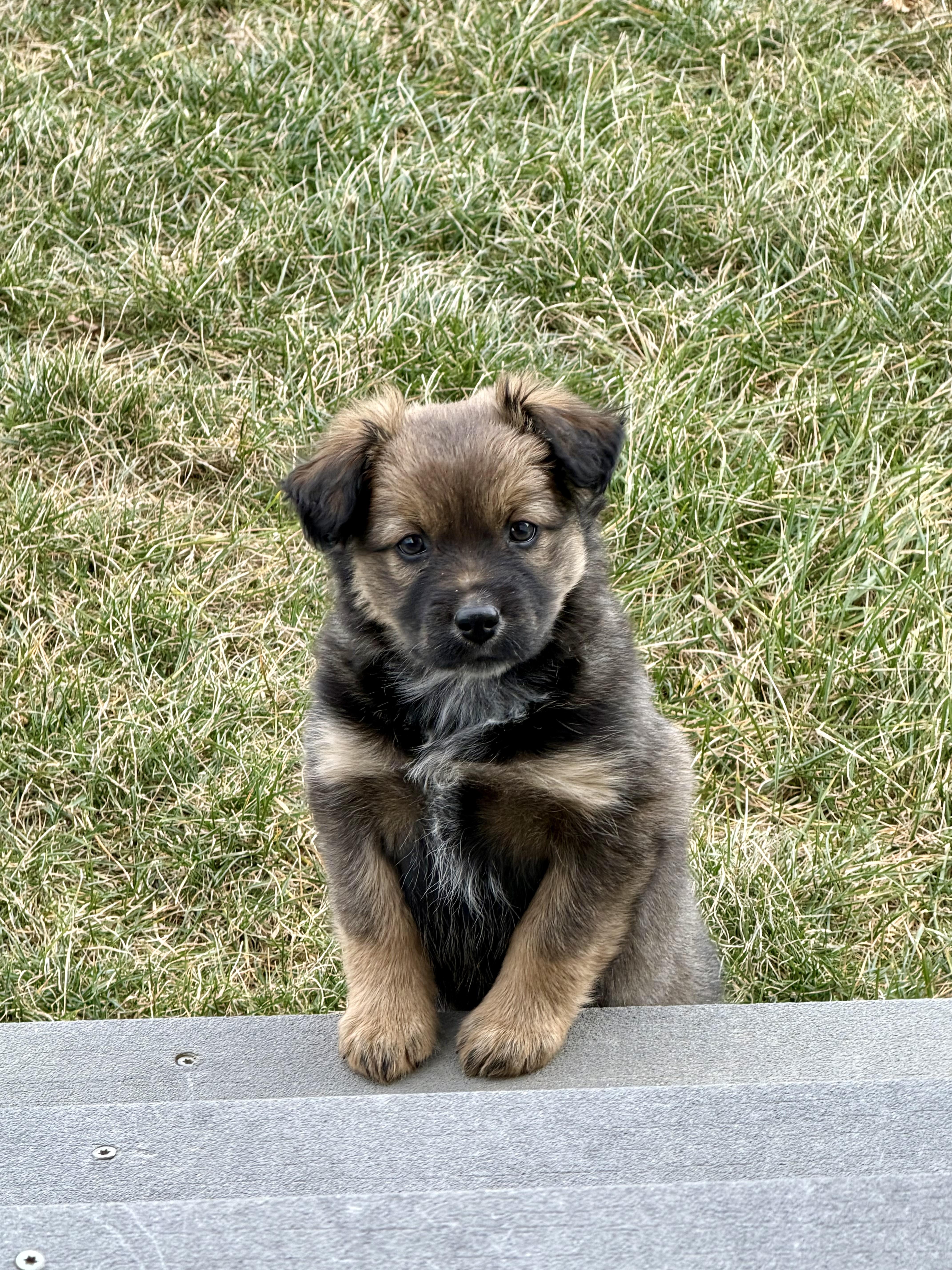 Enlarge Miss March - Snuggle-bug, a Adoptable mixed breed in Grottoes, VA image 2/6