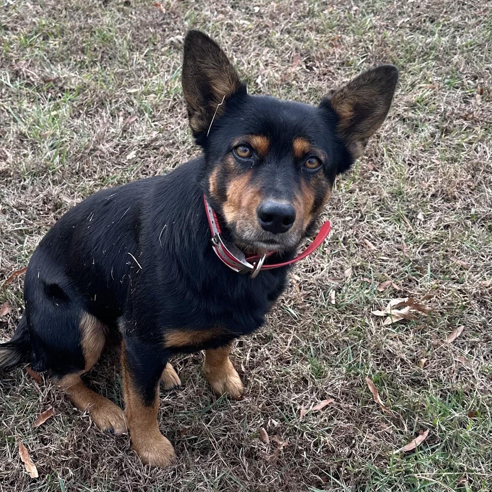 Enlarge Miss March, a Adoptable mixed breed in Mount Jackson, VA image 4/4