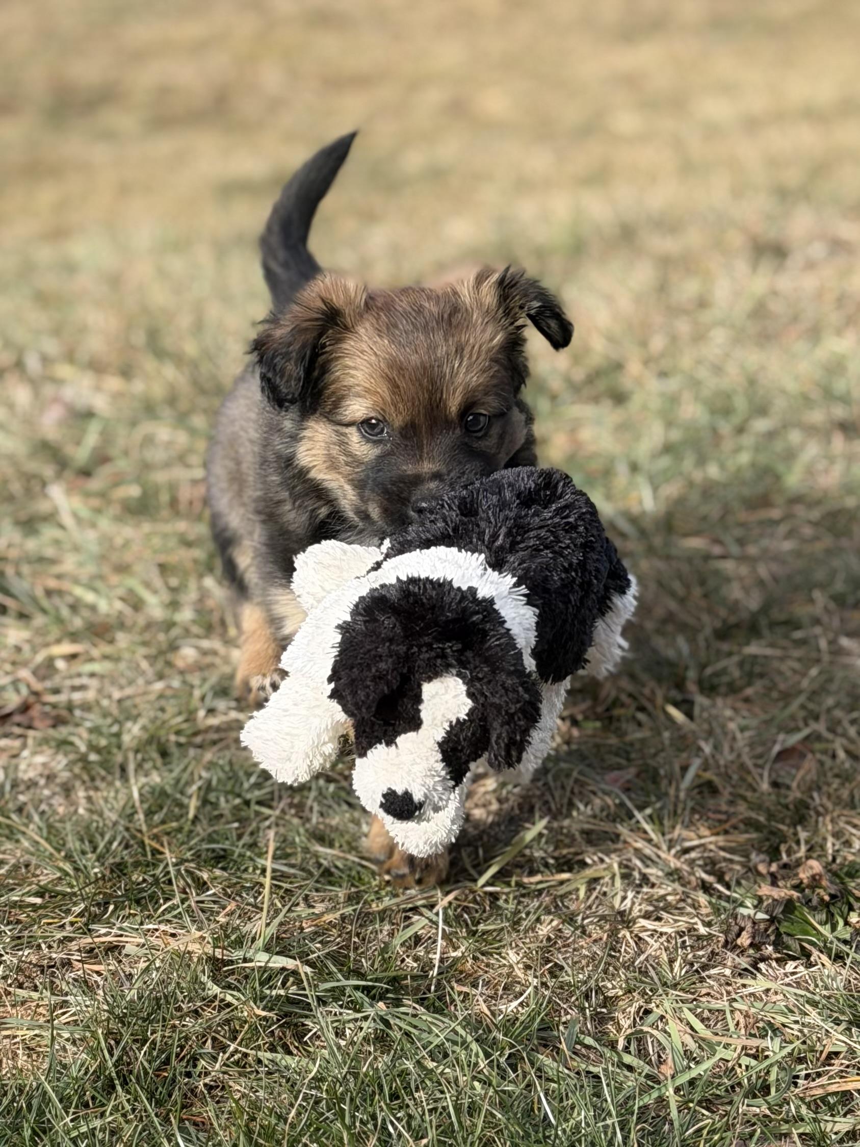 Enlarge Miss March - Snuggle-bug, a Adoptable mixed breed in Grottoes, VA image 3/6