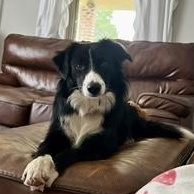 Enlarge Miss March, a Adoptable mixed breed in Mount Jackson, VA image 3/4