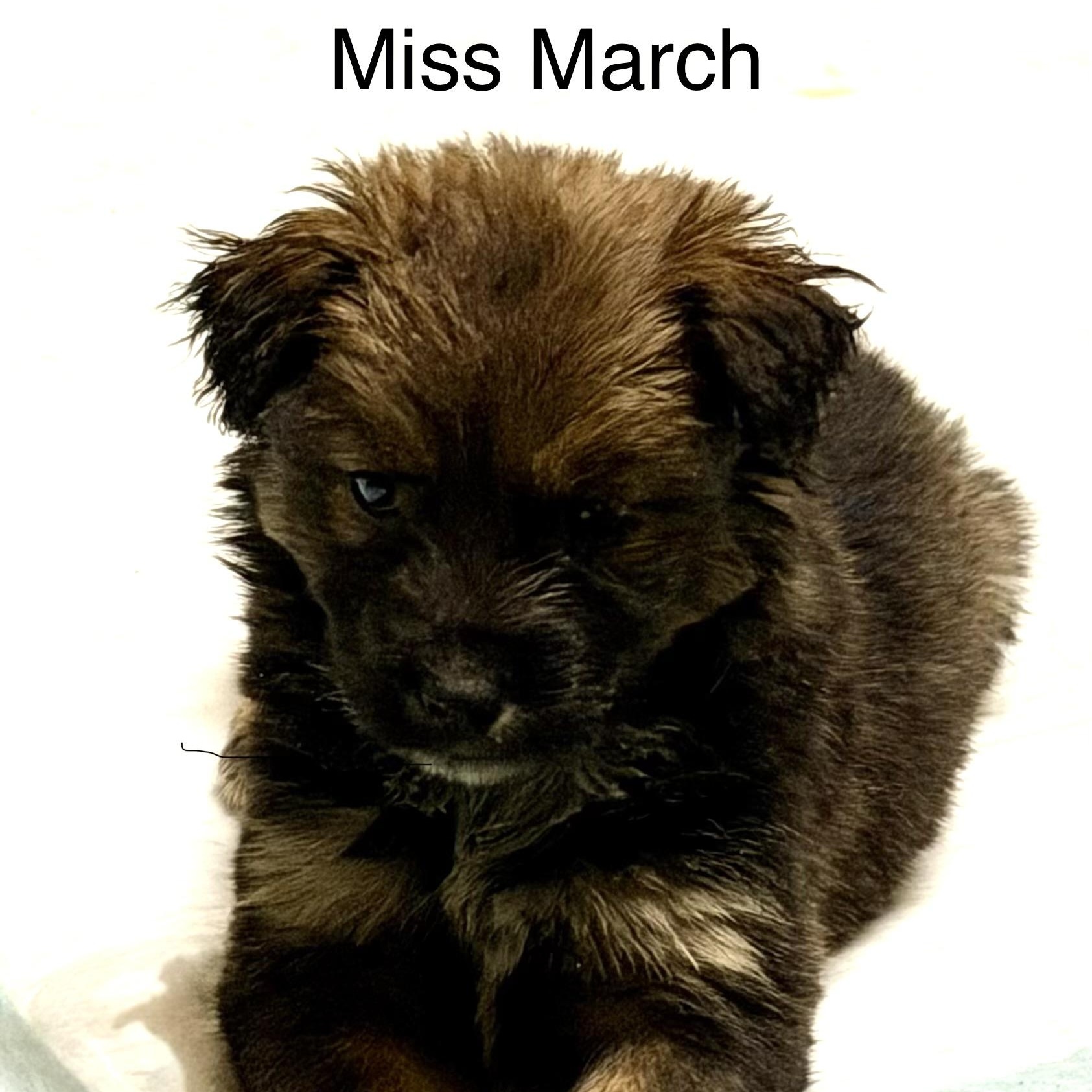 Enlarge Miss March, a Adoptable mixed breed in Mount Jackson, VA image 2/4