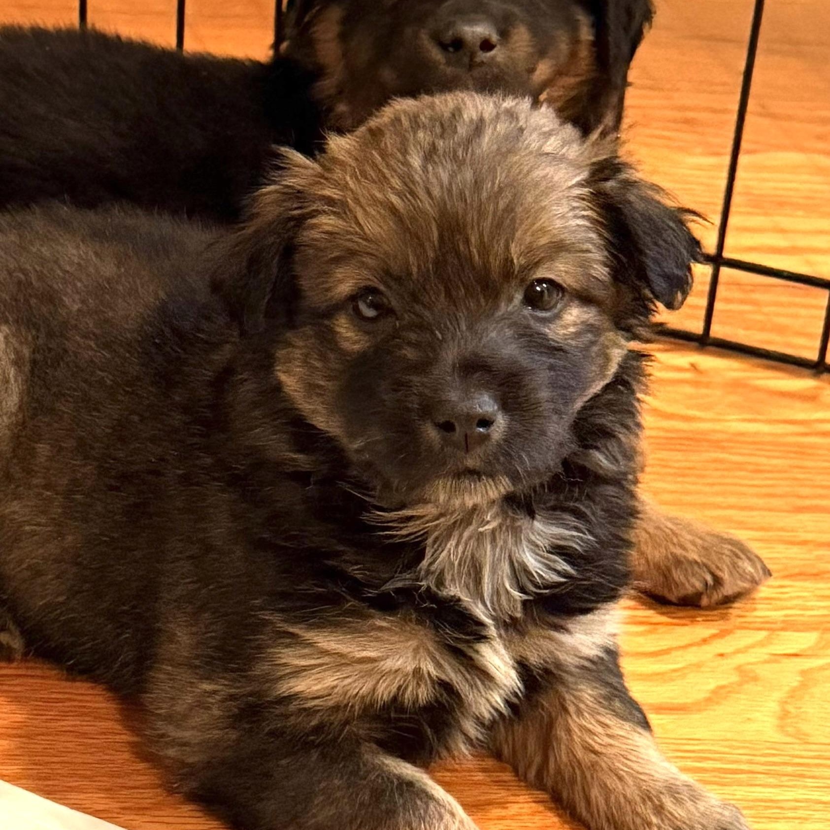 Miss March, Adoptable, Puppy Female Border Collie & Australian Cattle Dog / Blue Heeler.